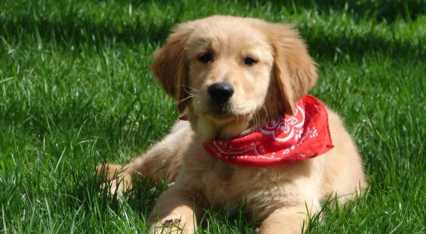 Golden retriever sitting peacefully in a sunlit meadow at golden hour