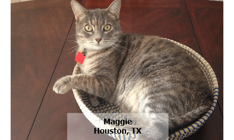 Truth About Pet Food article header image