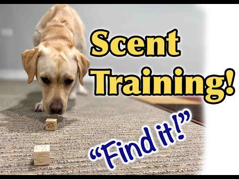 Dog Training Tutorial: Scent training!