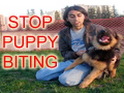 How To Train Puppy To Stop Biting!