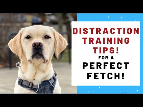Dog Training Tips For FOCUSED FETCHING!
